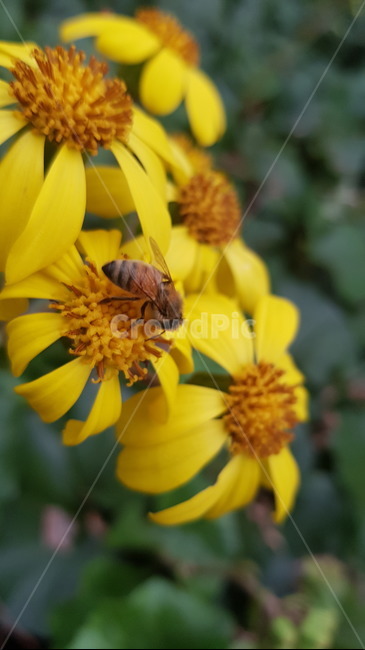 pollen,화분,plant,식물,insect,곤충,bee,벌,animal,동물,invertebrate,무척추동물,honeybee,꿀벌,apidae,양서류,yellow,flower