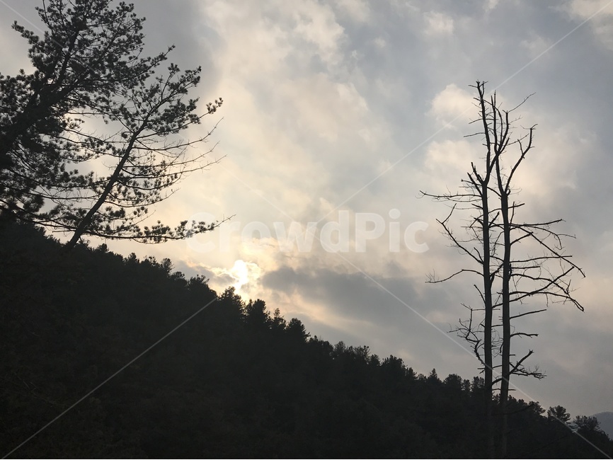 저녁,저녁놀,석양,해질녘,하늘,구름,풍경,야경,노송,역광,감성,Sky,Cloud,자연,풍경,nature,landscape,silhouette,실루엣,tree,나무,plant,식물,outdoors,옥외