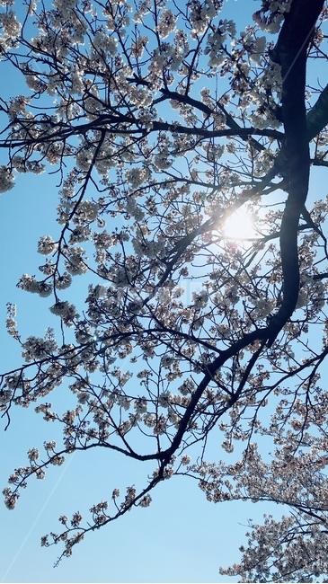 하늘,파란,벚꽃,봄,강릉