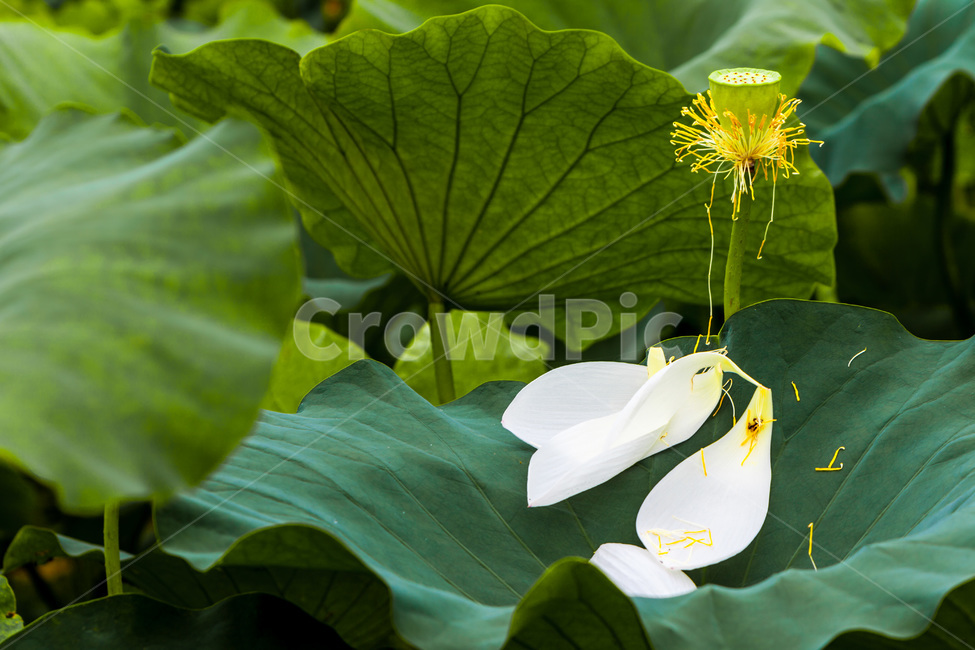 연잎,꽃잎,낙화,문양,무늬,자연,식물,자연,plants,nature,꽃,flower