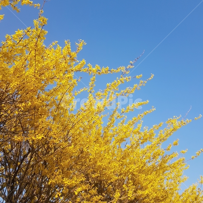 봄,개나리,노란색,꽃,파란색,하늘색,하늘,봄꽃,식물,봄,계절,spring,season,plant