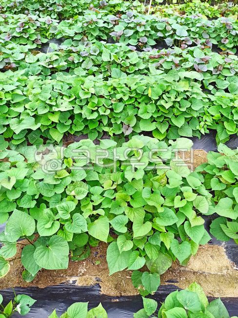 sweet potato stem,sweet potato,Sweet potato cultivation,sweet potato shoot,sweet potato leaves,sweet potato field