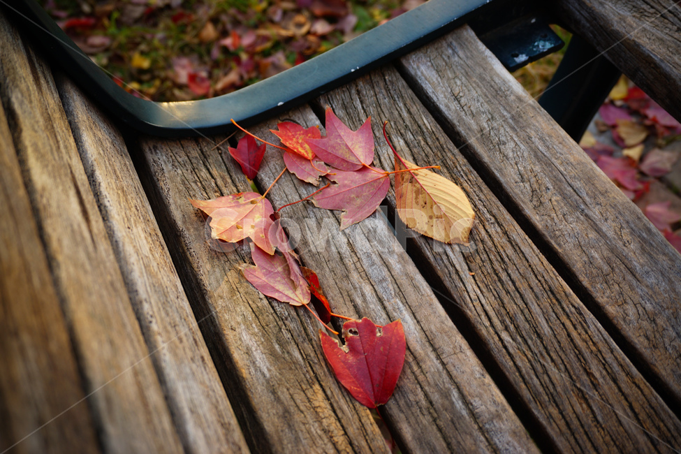 plant,식물,leaf,잎,tree,나무,의자,chair,가을,단풍,fall