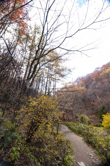 숲길,산,나무,하늘,가을,가을,계절,fall,autumn,season,자연,풍경,nature,landscape,식물,plants,나무,trees,wood,tree,plant,road,도로,dirt road,흙길,gravel,자갈