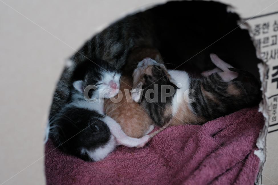 애완동물,고양이,애완묘,반려동물,cat,동물,animal,포유류,mammal,고양이,cat,kitten,kitty