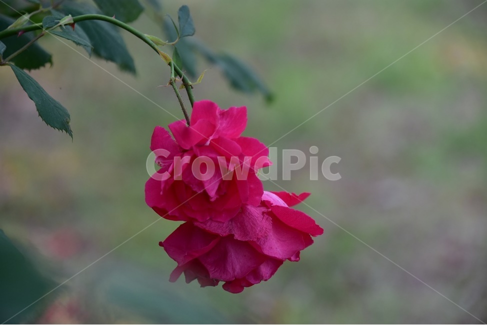 장미,미니장미,붉은장미,겨울장미,흑장미,식물,자연,plants,nature,꽃,flower