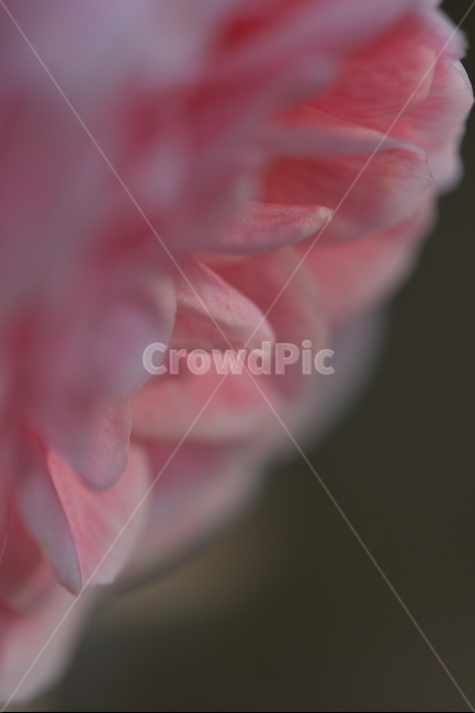 동백꽃,camelliaflower,설중사우,동백화,산다화,조매화,사랑,김유정,소설,식물,자연,plants,nature,꽃,flower