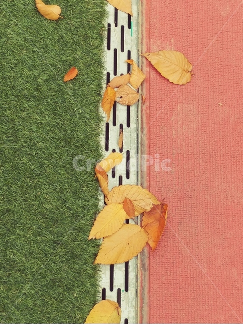 가을,양면성,낙엽,채색길,길,가을,계절,fall,autumn,season,leaf,잎,plant,식물
