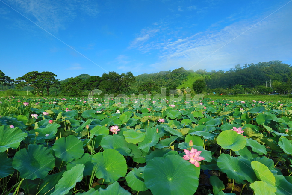 연꽃,꽃,핑크,연못,벌,lotusflower,flower,pink,pond,bee,식물,plant,blossom,하늘,구름,풍경,sky,clouds,landscape,식물,자연,plants,nature