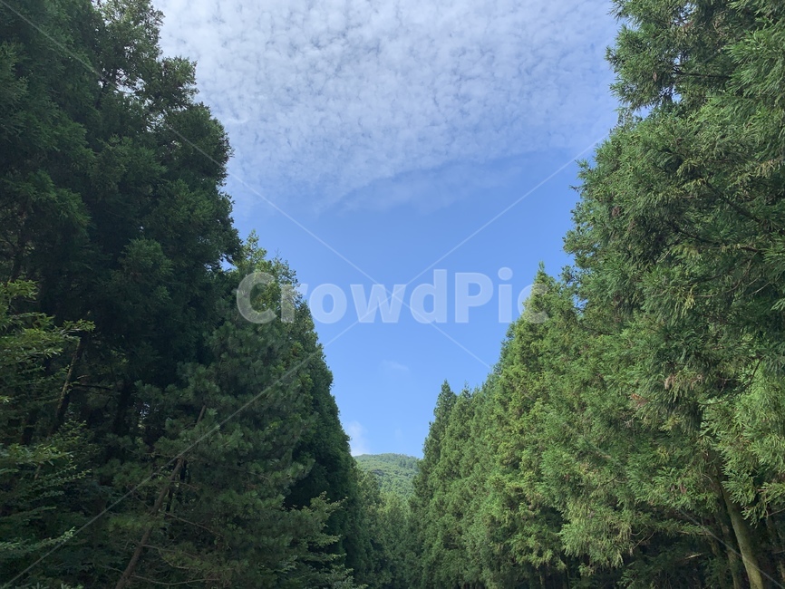 산,하늘,자연,제주,사려니숲길,날씨