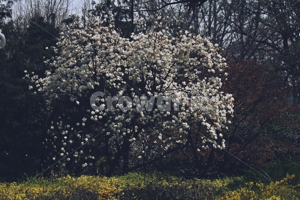 flower,blossom,plant,꽃,식물