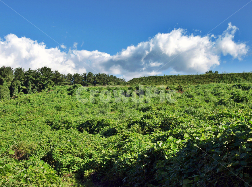 고성숲길,올레16코스,올레,자연,숲,푸른하늘,흰구름,제주,자연,풍경,nature,landscape,vegetation,초목,plant,식물,outdoors,옥외,land,땅,weather,날씨