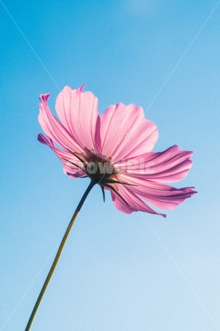 코스모스,감성,감성사진,코스모스밭,하늘,가을,계절,fall,autumn,season,식물,자연,plants,nature,꽃,flower,감성,sensible,feeling,색깔,색상,색채,색감,color sense,color sensitivity,feeling of color,plant,daisy,데이지,blossom,daisies,petal,꽃잎