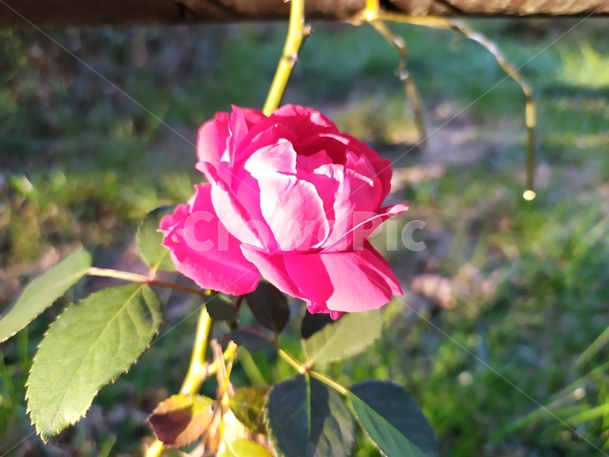 garden,정원,outdoors,옥외,꽃,장미,rose,flower,식물,자연,plants,nature,꽃,flower