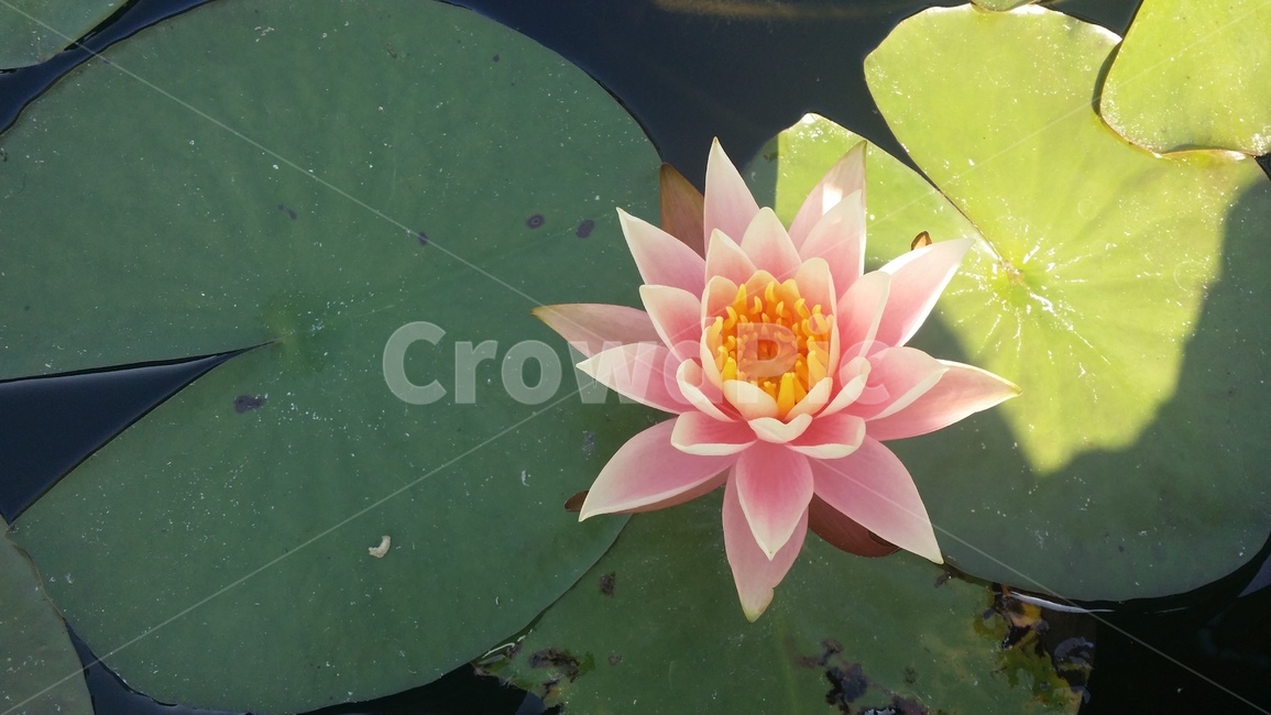 연꽃,자연,풍경,꽃,한국,초록,연분홍,연잎,lotus,lotuses,nelumbo,nature,spontaneous,flower,식물,자연,plants,nature,꽃,flower