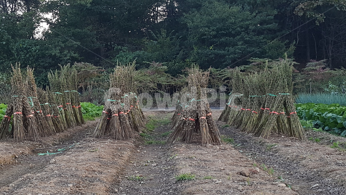 가을,풍경,들깨,추수,작물,쓸쓸함,산업,industry,industrial,농업,농사,agriculture,farming,farming industry
