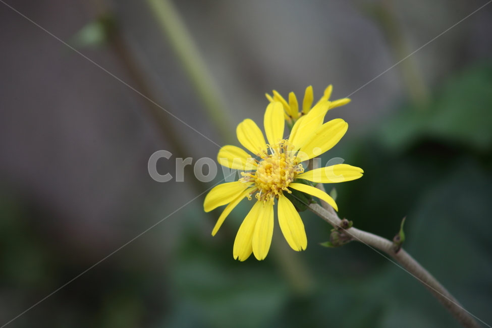 털머위,꽃,식물,야생화,leopardplant,식물,자연,plants,nature,꽃,flower