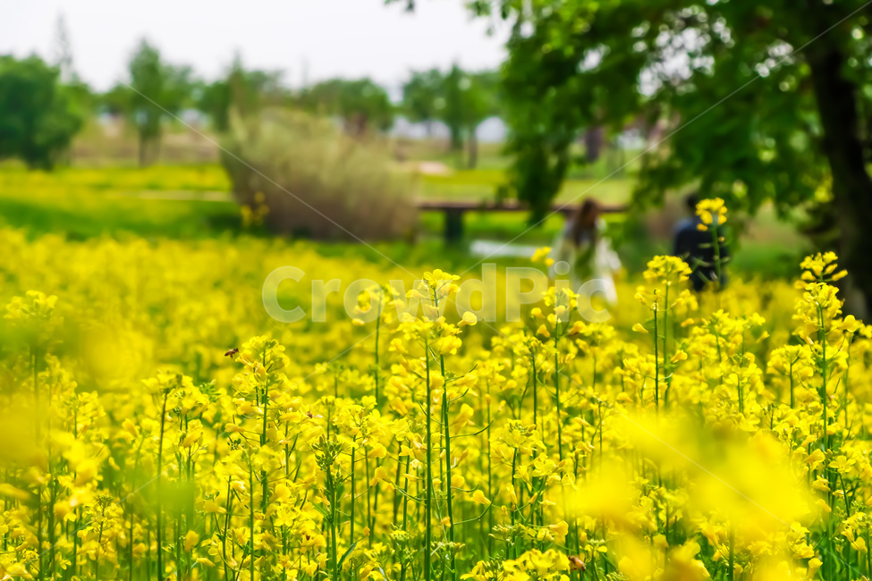 꽃,식물,봄,nature,자연,grassland,field,유채꽃,식물,자연,plants,nature,꽃,flower