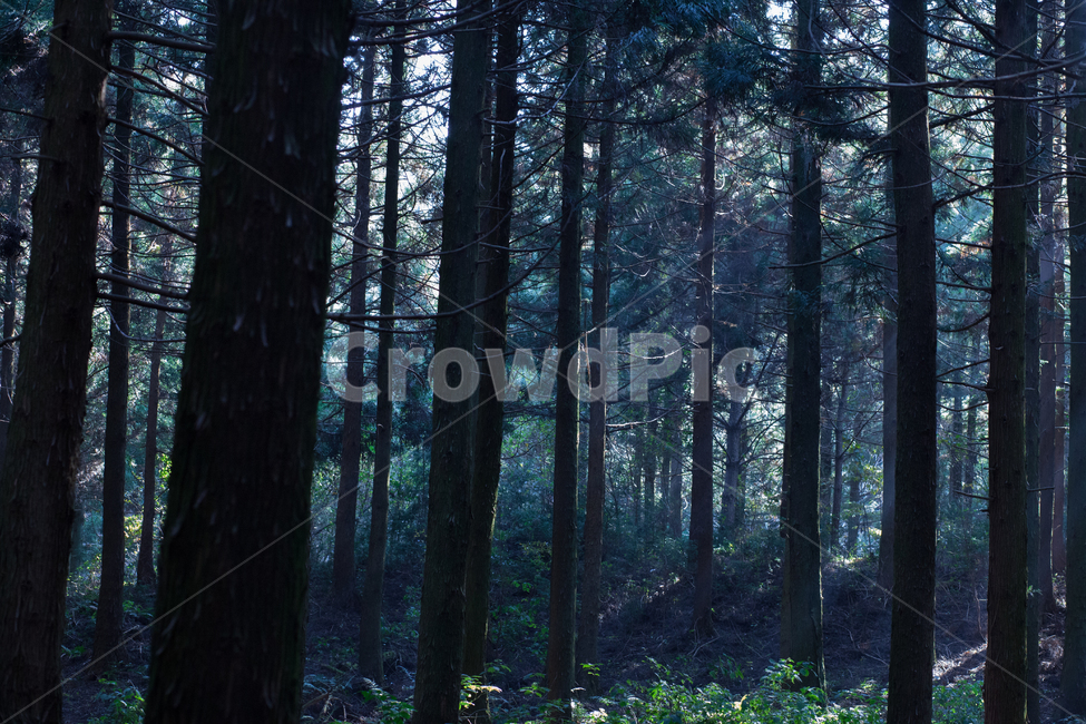 숲,안개,새벽풍경,forest,숲안개