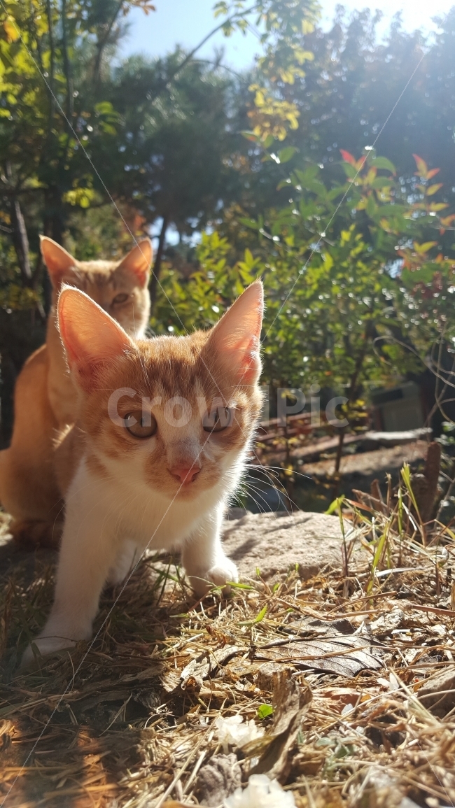 고양이,동물,자연,힐링,가을,반려묘,반려동물,길냥이,모녀,당당한,귀여운,어린이,nature,animal,cat,동물,animal,포유류,mammal,고양이,cat,kitten,kitty