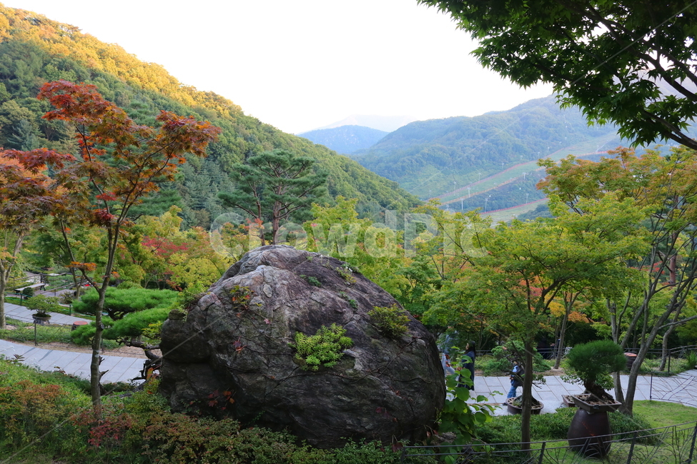 화담숲,나무,자연,풍경,식물,경치,공원,숲,산책길,소나무,단풍,단풍나무,바위,돌,산,자연,풍경,nature,landscape