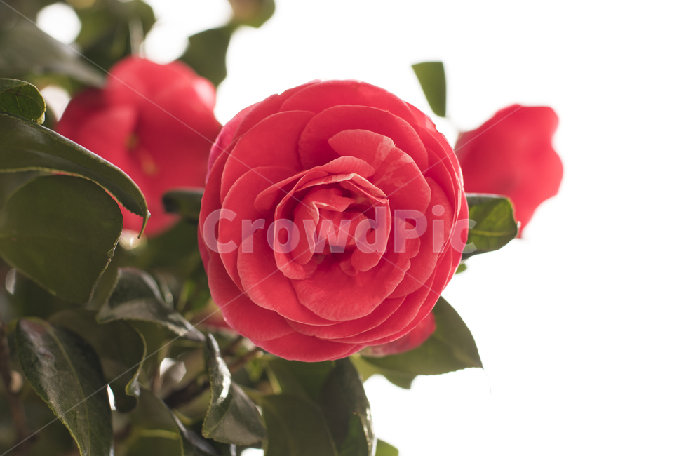 blossom,꽃,plant,식물,rose,flower,동백,red,아름다운,탐스러운,흰배경,붉은,잎
