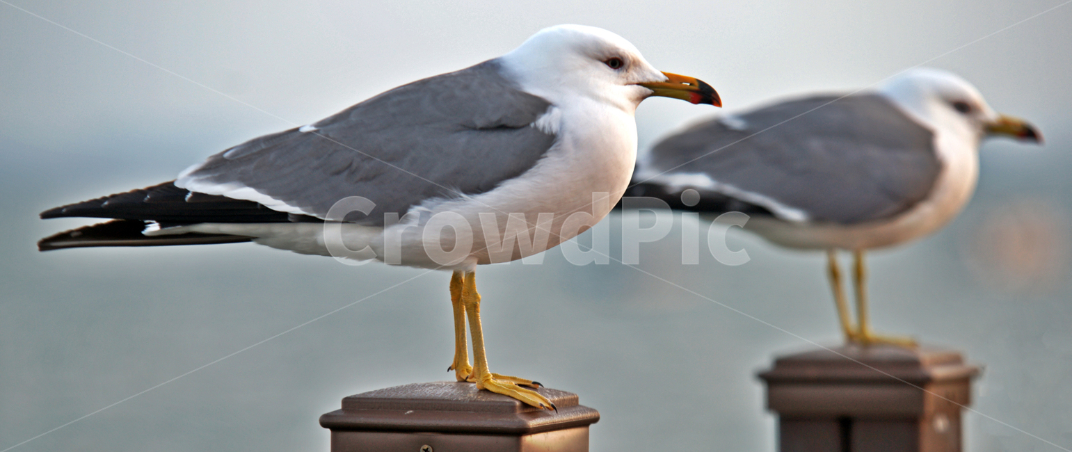 갈매기,새,조류,바다,궁평항,난간,목책,동물,animal,조류,새,birds