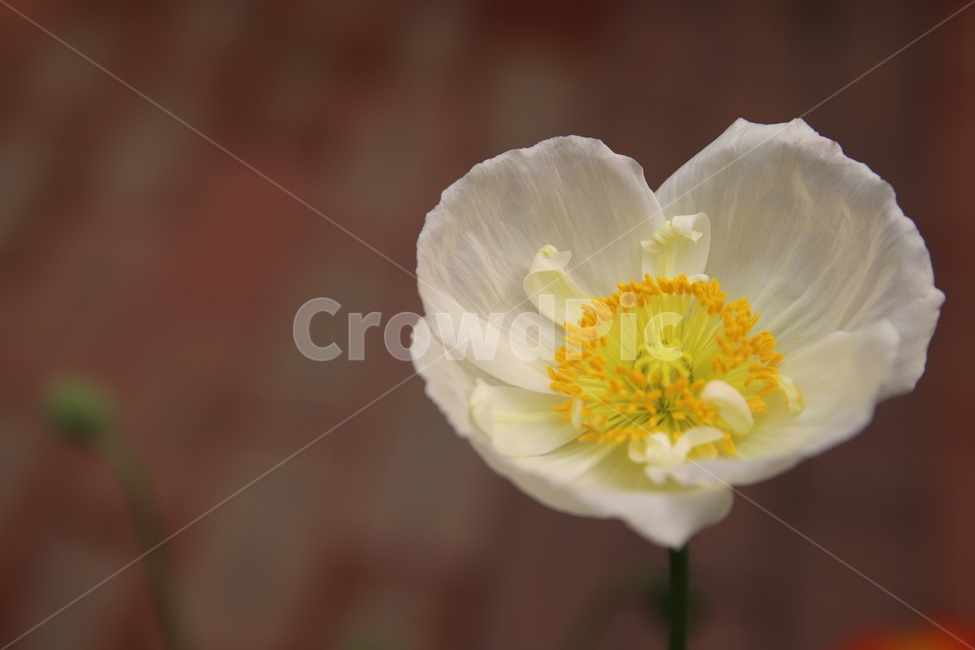 spring flowers,white flower,nature,flower