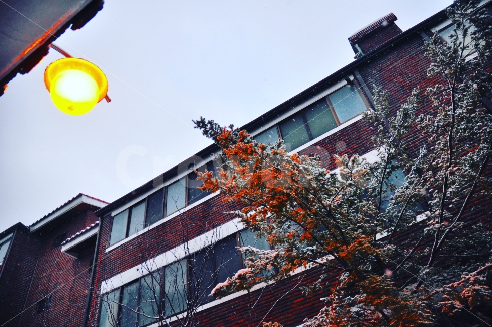 겨울,눈,동네,집,나무,조명,빛,램프,winter,snow,fallingsnow,home,daily,trees,lamp,lights,겨울,계절,winter,season,감성,sensible,feeling