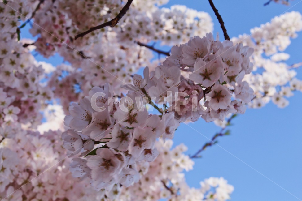 벚꽃,꽃,벚꽃나무,체리블라썸,나무,봄,계절,spring,season,plant,식물,blossom,flower