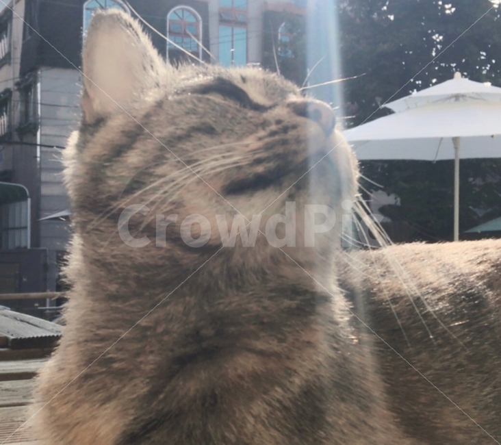 고양이,감성사진,따듯함,냥이,동물,동물,animal,포유류,mammal,고양이,cat,kitten,kitty