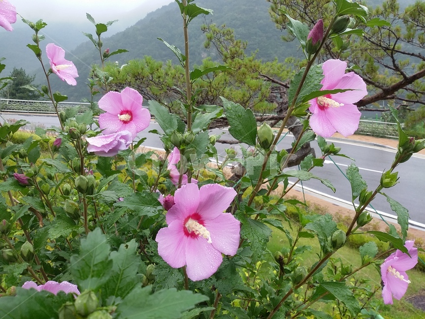 꽃,식물,flower,plant,무궁화,식물,자연,plants,nature,꽃,flower