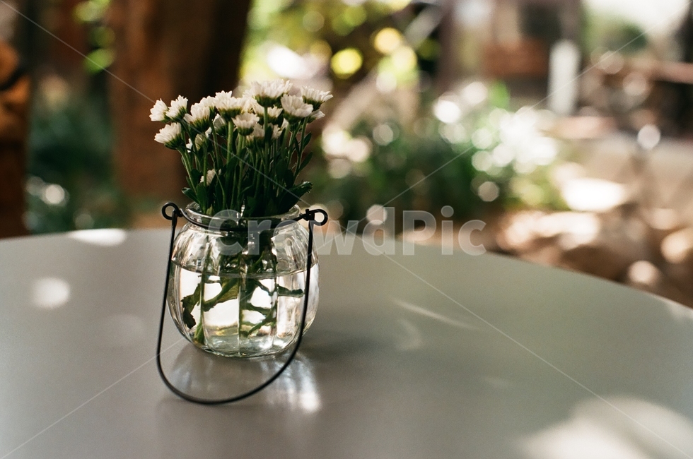 화분,꽃,감성,필름,필름카메라,꽃,flower,감성,sensible,feeling