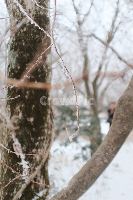 한라산,눈꽃,겨울,snow,winter,tree,나무,plant,식물,제주,풍경,jeju,설경,산책,겨울,계절,winter,season