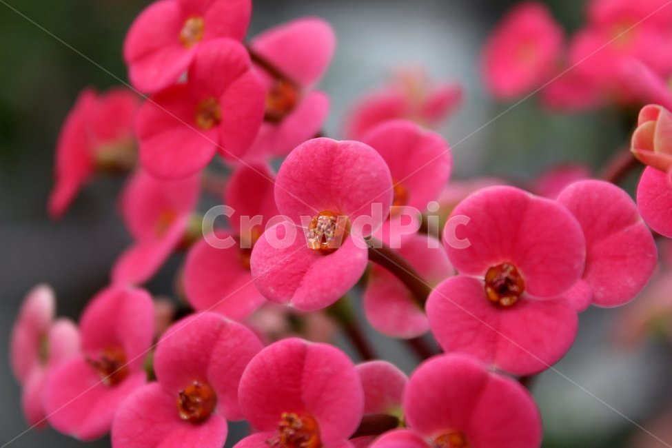 꽃,여름,꽃기린,빨간색,감성,식물,자연,plants,nature,꽃,flower