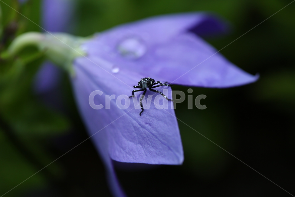 꽃,곤충,flower,insect,bug,서울숲,purple,보라색꽃,도라지꽃,식물,자연,plants,nature,꽃,flower,동물,animal,곤충,벌레,insect,bug