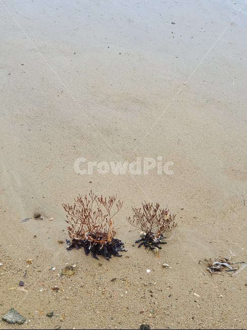 nature,바다,해변,모래,해조류,모래사장