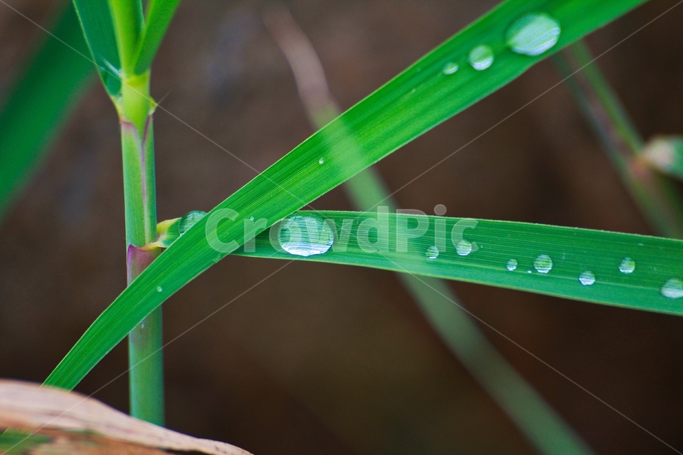 풀,이슬,물방울,풀잎,이슬방울,식물,자연,plants,nature