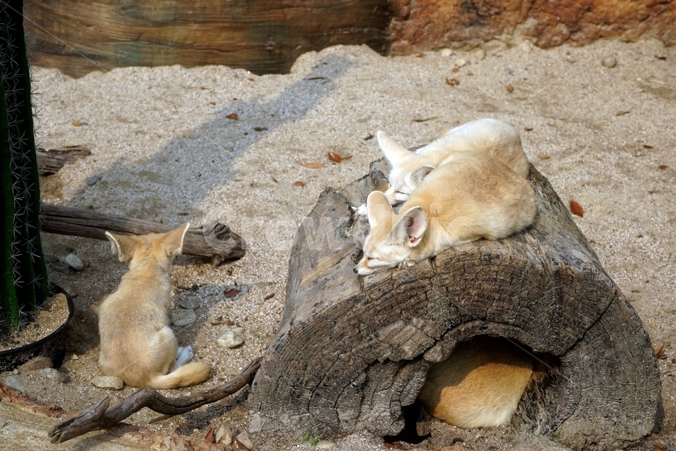 동물원,초가을,animal,zoo,사막여우,fox,굴,큰귀,desertfox,desert,bigears,동물,animal,포유류,mammal