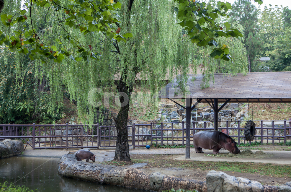 동물원,연못,하마,우리,울타리,포유류,포유동물,버드나무,나무,식물,동물,animal,hippopotamus,hippo,tree,plant,동물,animal,포유류,mammal