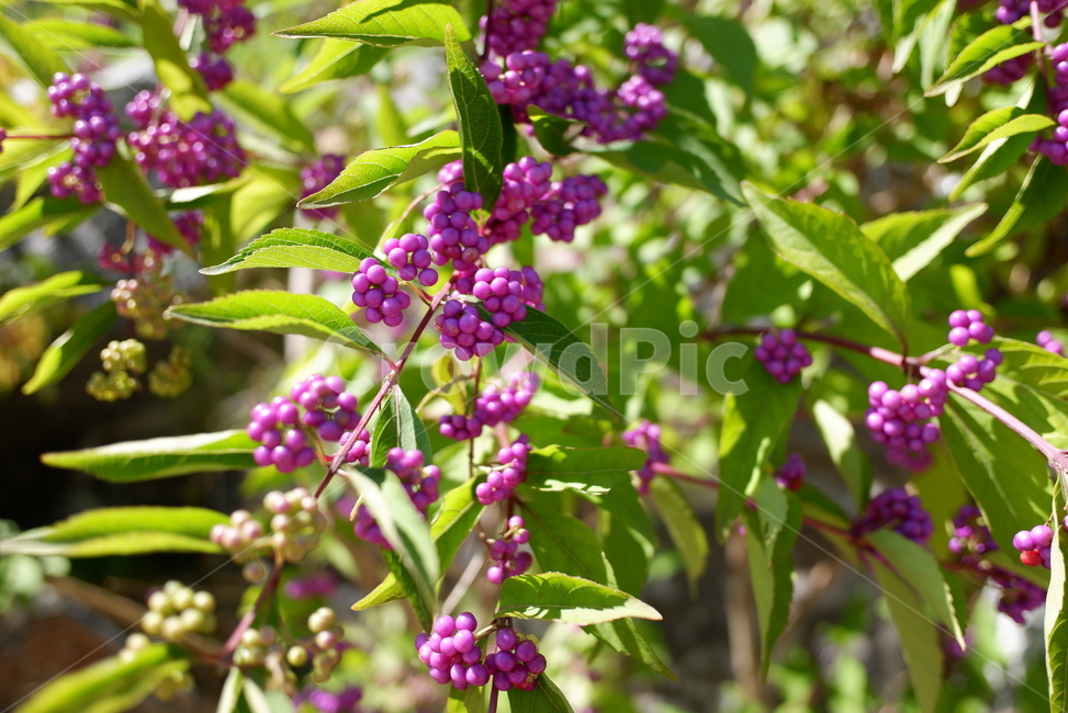 plant,식물,열매,보라색,purple,green,식재