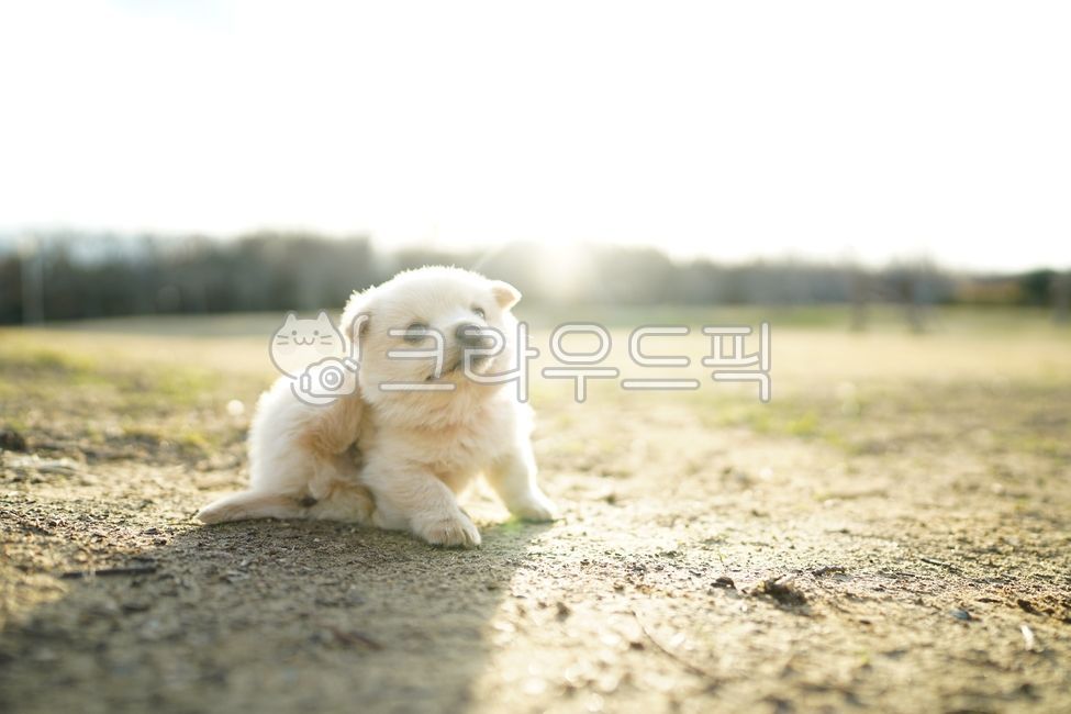 puppy,dog,강아지,아기동물,babyanimal,개,새끼강아지,동물,animal,포유류,mammal,개,강아지,dog,doggy