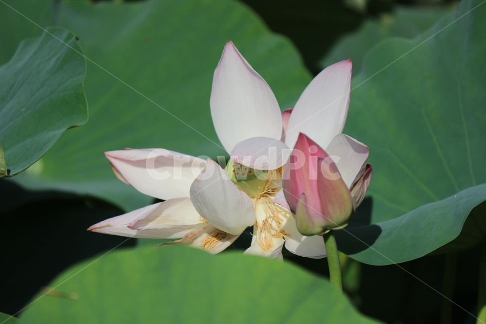 연꽃,연,약용식물,수생식물,꽃,식물,자연,plants,nature,꽃,flower