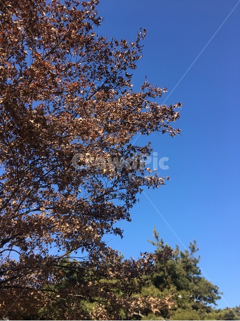 낙엽,푸른하늘,풍경,나무,낙엽진나무,자연,풍경,nature,landscape,tree,plant,식물,tree trunk,나무 줄기