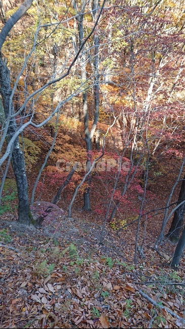plant,식물,단풍,가을,낙엽,나무,가을,계절,fall,autumn,season,tree,tree trunk,나무 줄기,ground,바닥