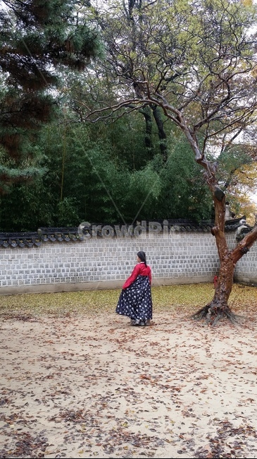 한복,단아,소나무,옛날집,기왓집,기와집,처녀,한복,한국전통의상,hanbok,korean traditional clothes,사람,인물,인간,human,person,여성,여자,woman,female,lady