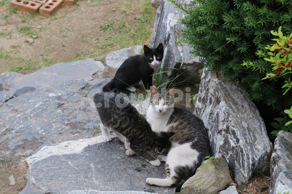 동물,고양이,강아지,반려동물,길고양이,들고양이