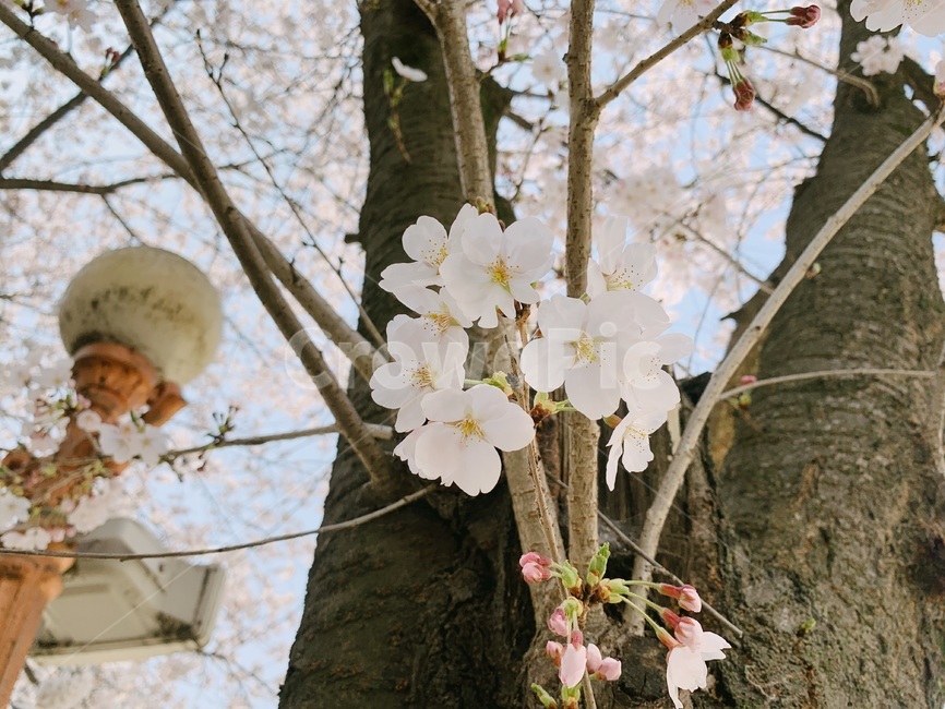 꽃,배경,벚꽃,봄,벚꽃축제