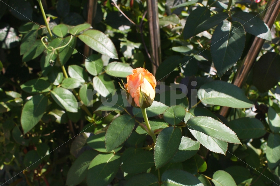 감성사진,꽃,자연,장미,여름,분위기,감성,rose,flower,식물,자연,plants,nature,꽃,flower