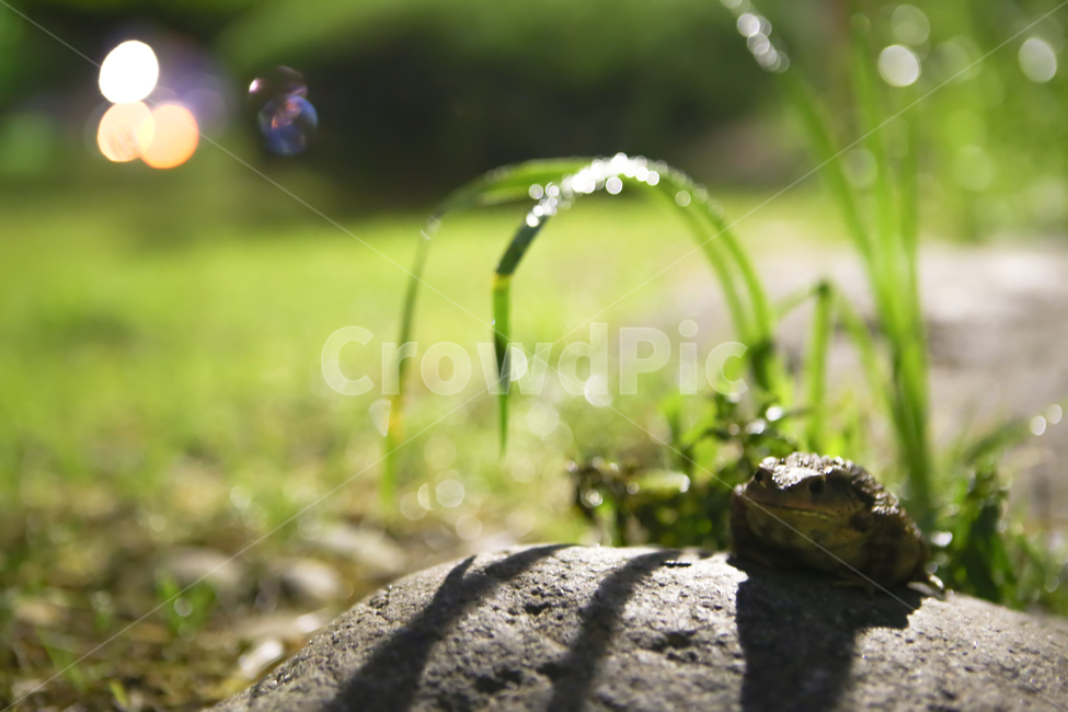 두꺼비,개구리,동물,개굴,초록,동물,animal,파충류,양서류,reptile,amphibian